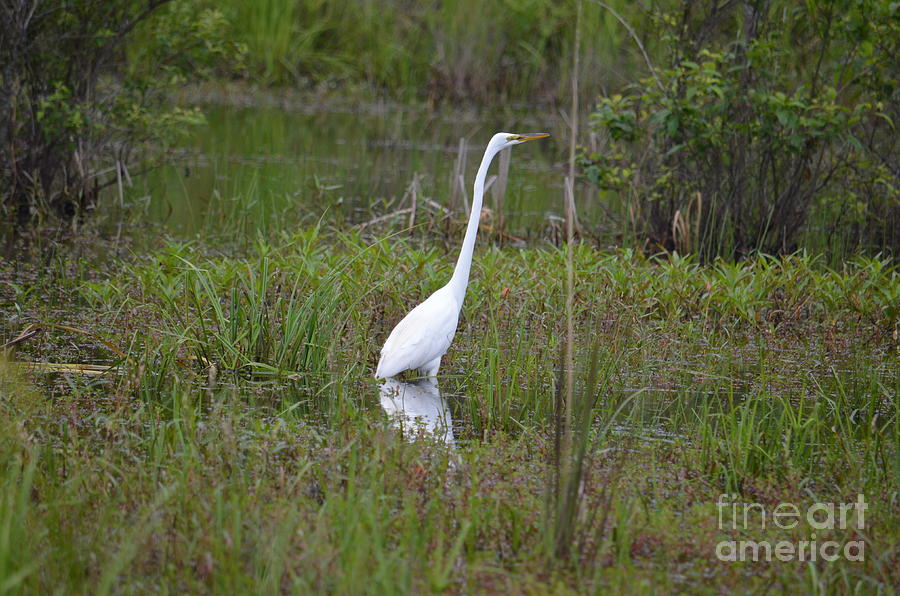 Ever Watchful Egret Photograph by Maria Urso