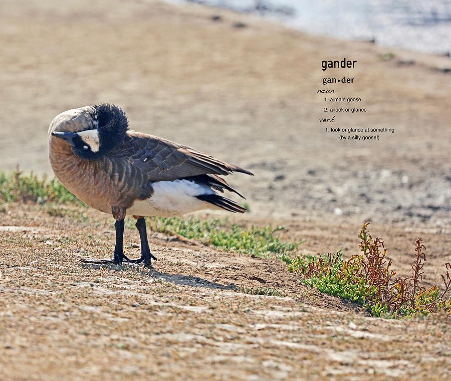 Ever Wonder Why They Call A Male Goose The Gander Photograph By DUG 