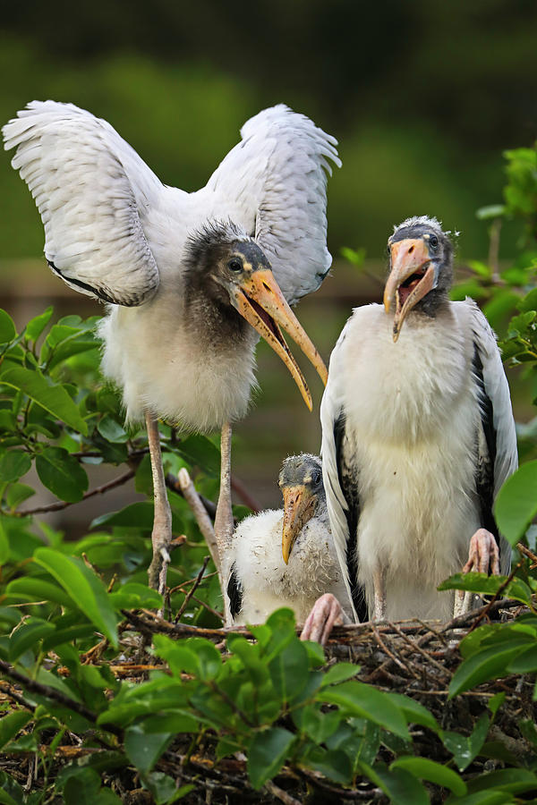 Stork Photograph - Everglade Stork Family by Juergen Roth