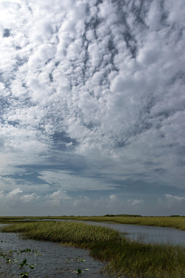 Everglades 1 Photograph by Steven Richman