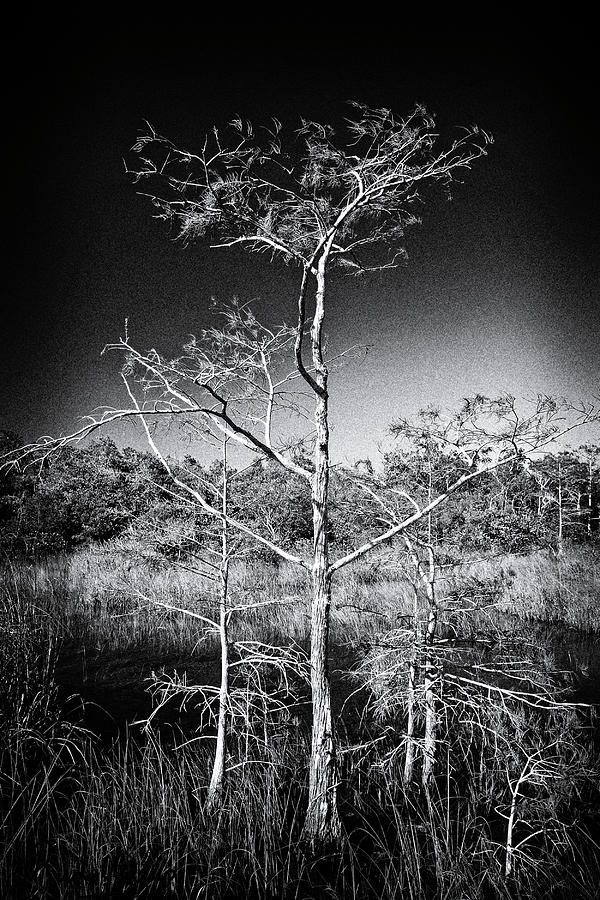Dwarf Cypress Trees 1529BW Photograph by Rudy Umans