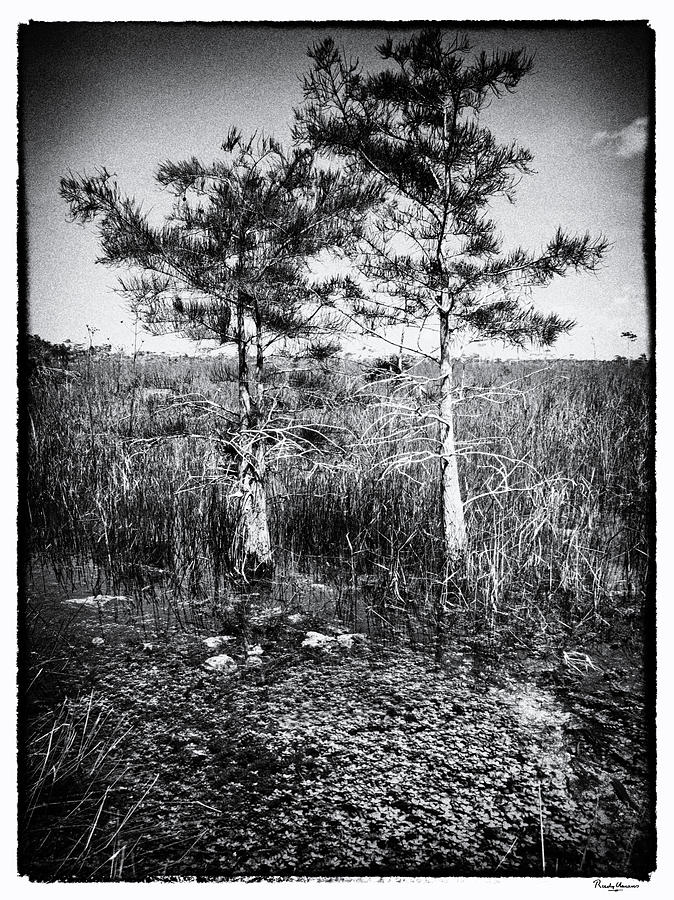 Everglades 1929BW Photograph by Rudy Umans