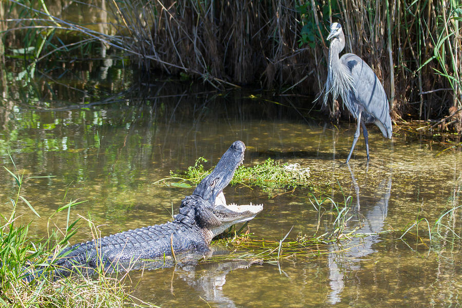 Everglades 431 Photograph by Michael Fryd