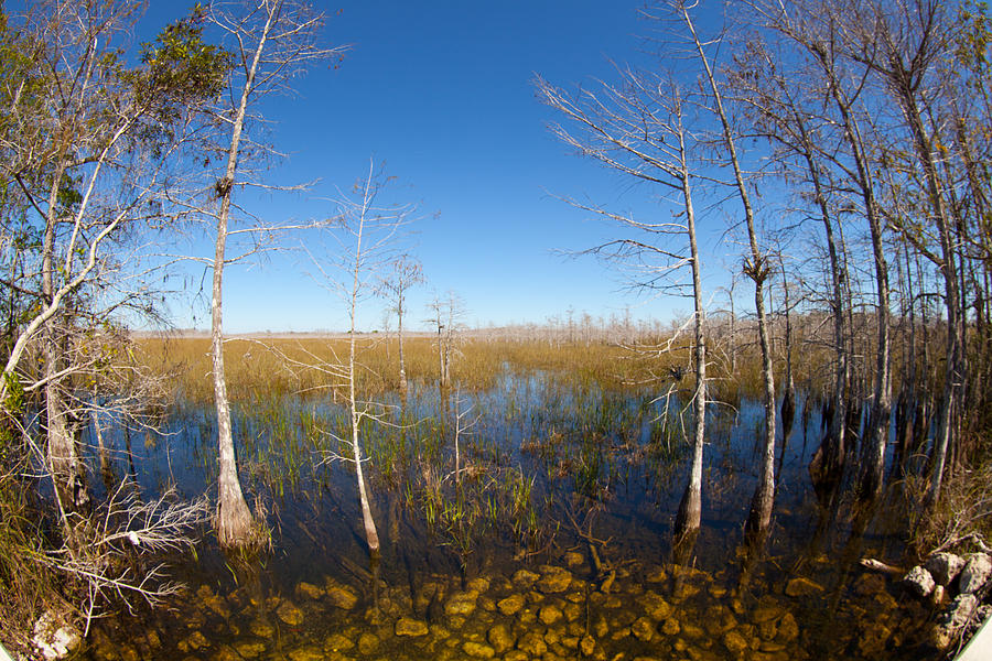 Everglades 85 Photograph by Michael Fryd