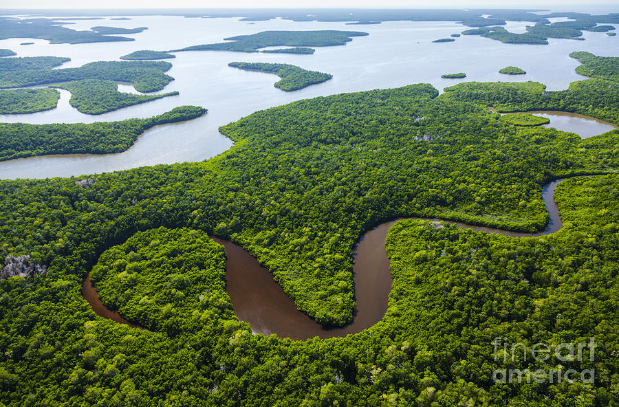 Everglades Aerial Photograph by Juan Carlos Muoz