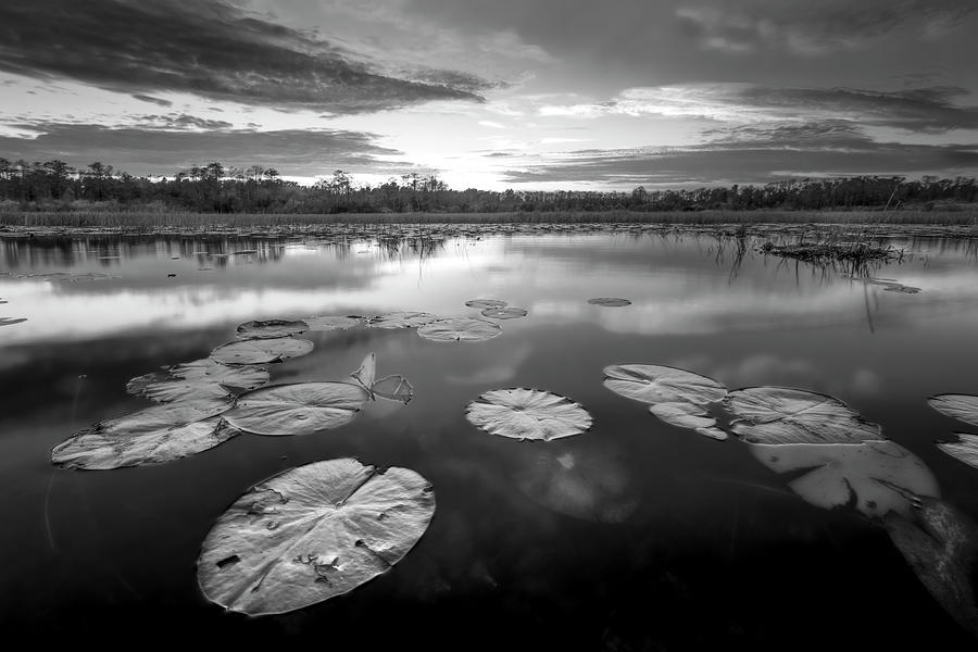 Everglades at Sunset in Black and White Photograph by Debra and Dave Vanderlaan