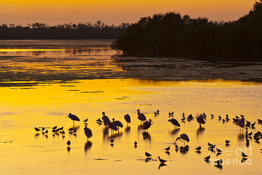 Everglades At Sunset Photograph by Juan Carlos Muoz