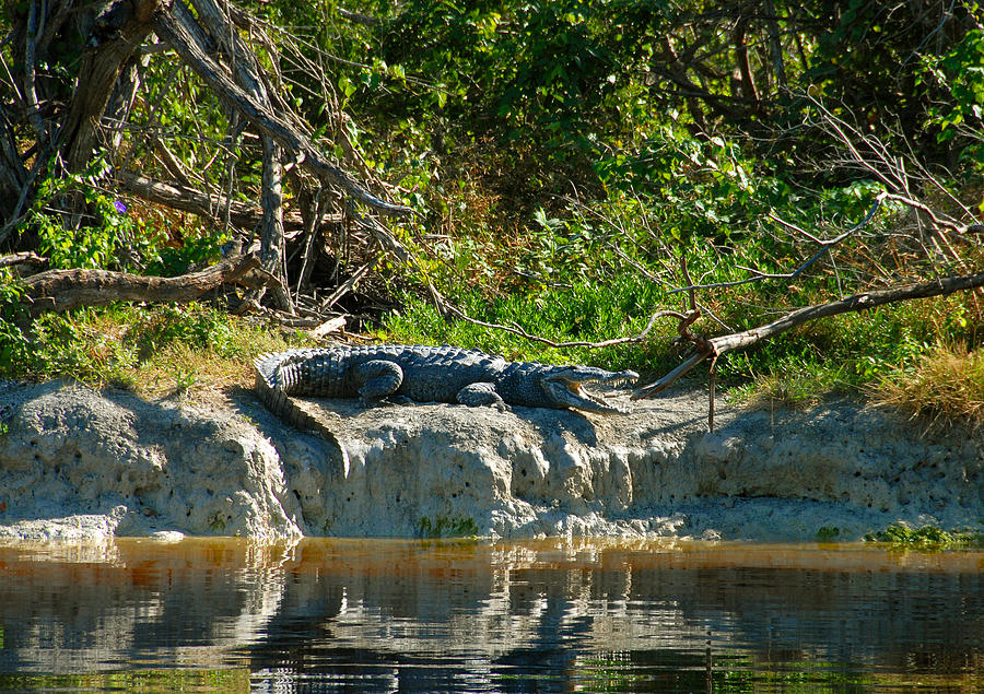 Everglades National Park Photograph - Everglades Crocodile by David Lee Thompson