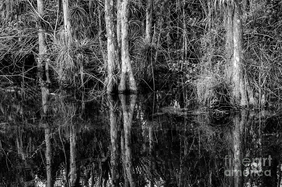 Everglades Cypress Trees and Reflections 2 Photograph by Bob Phillips