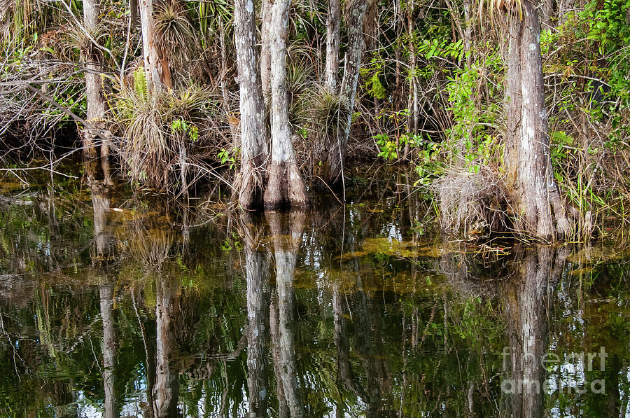 Everglades Cypress Trees and Reflections Photograph by Bob Phillips