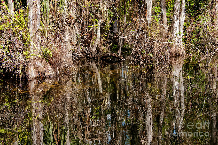 Everglades Cypress Trees and Reflections Two Photograph by Bob Phillips