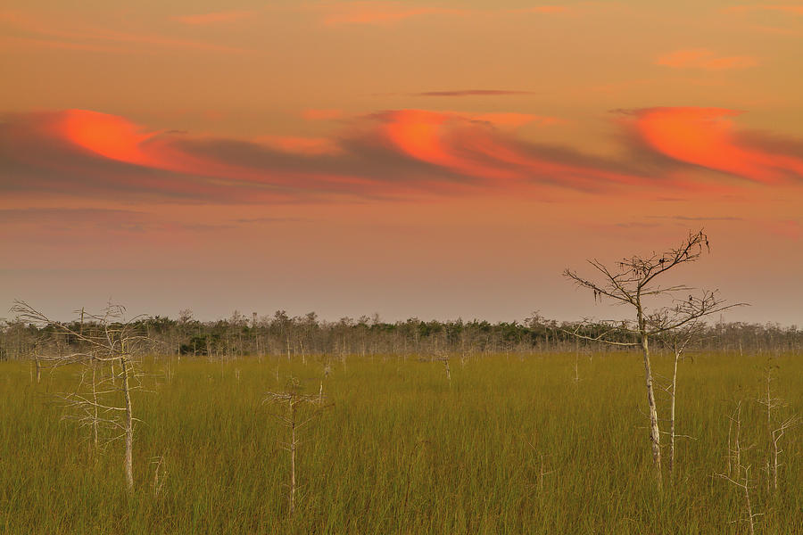 Everglades Evening Photograph by Stefan Mazzola