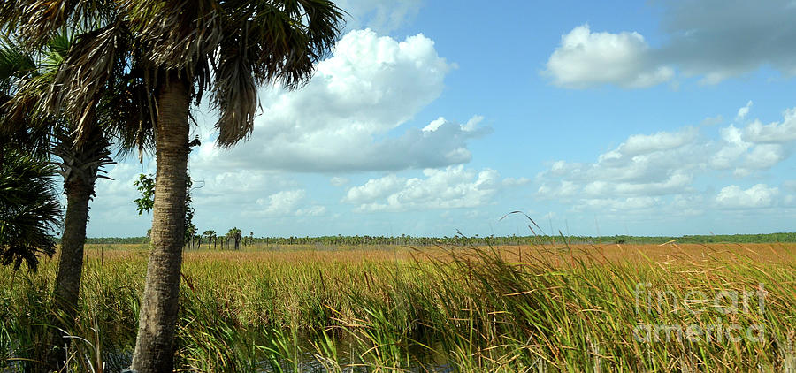 Everglades From U. S. 41 Photograph by Ron Long