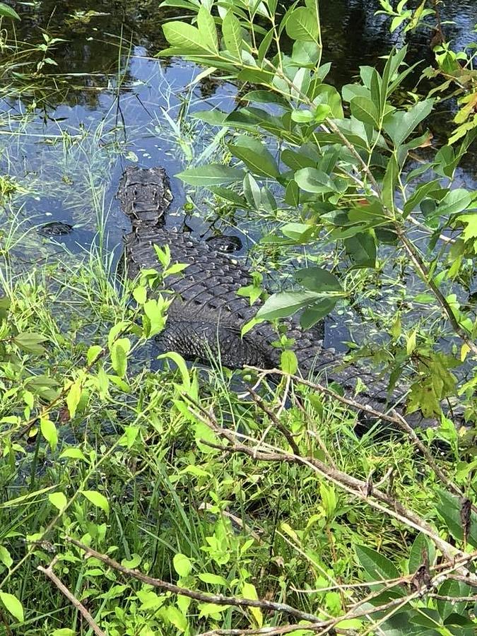 Everglades Gator Photograph by Brandi Moore - Fine Art America