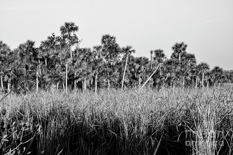 Everglades Grasses and Palm Trees 2 Photograph by Bob Phillips