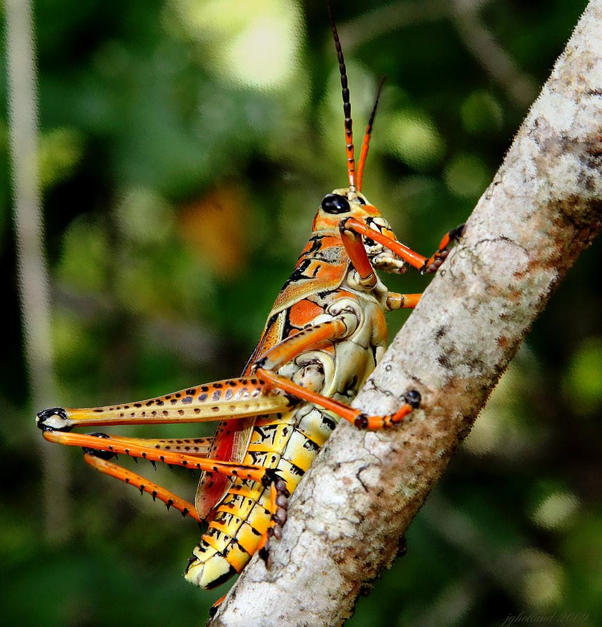 Everglades Grasshopper Photograph by Joseph G Holland