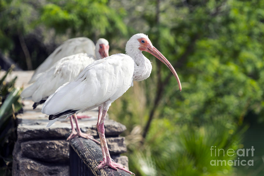 Ibis Photograph - Everglades Ibis by Lynn Palmer