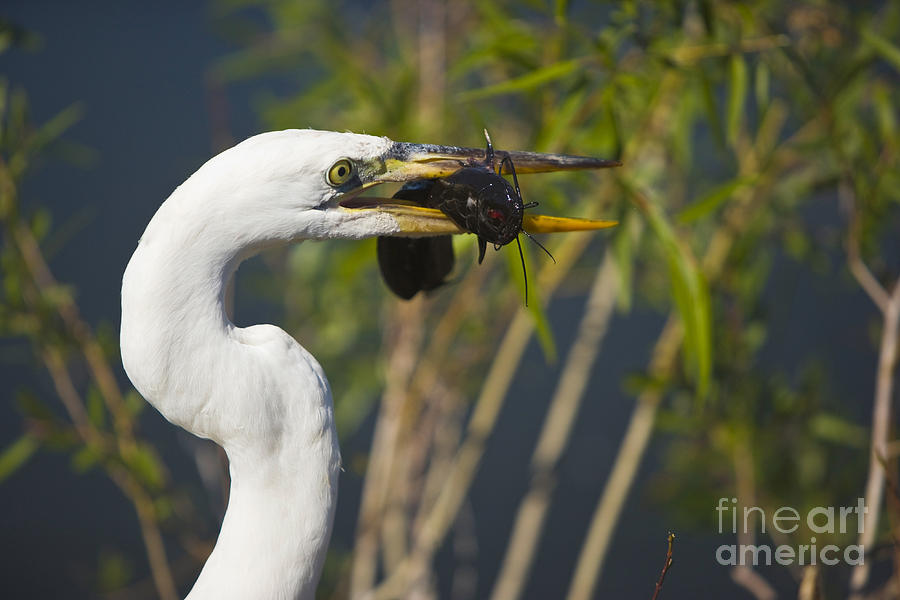 Everglades National Park Photograph - Everglades by Juan Silva