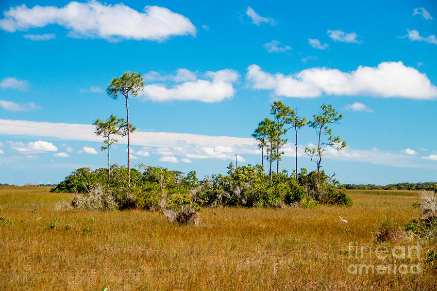 Everglades landscape Photograph by Amanda Mohler