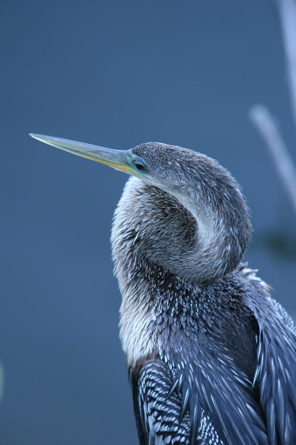 Bird Photograph - Everglades by Linda Russell