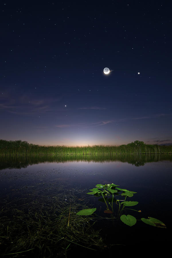 Everglades Moon and Stars Photograph by Mark Andrew Thomas