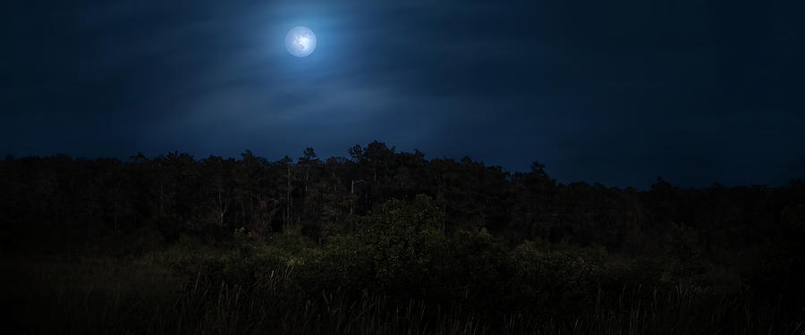 Everglades Moon Photograph by Mark Andrew Thomas - Fine Art America