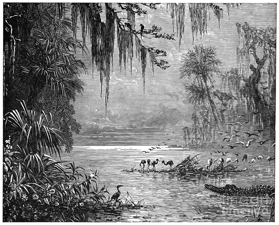 Alligator Drawing - Everglades Of Florida.  by Granger