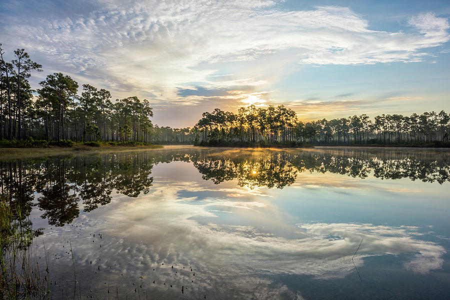 Everglades Ovation Photograph by Jon Glaser