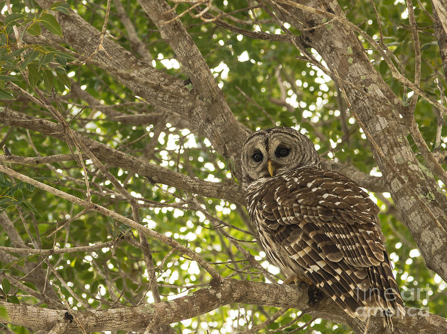 Owl Photograph - Everglades Owl 2 by Tracy Knauer