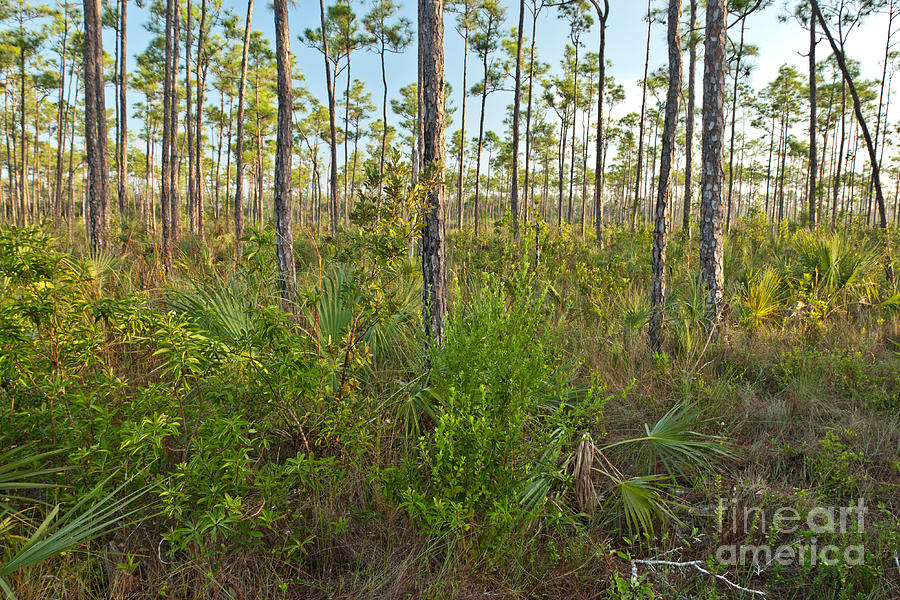 Everglades Pine Forest Photograph by Inga Spence