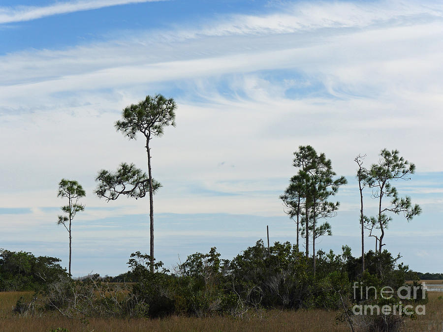 Everglades Pines Photograph by Maxine Kamin