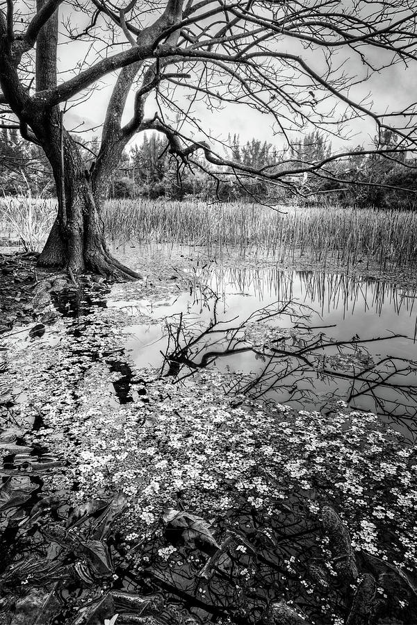 Everglades Reflections Black and White Photograph by Debra and Dave Vanderlaan