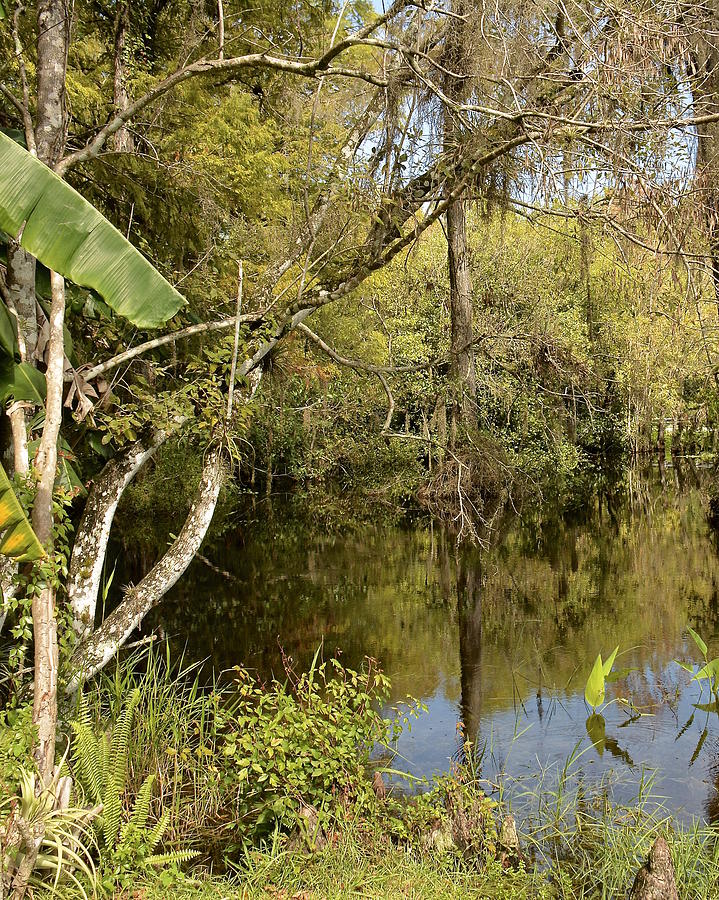 Everglades Reflections Photograph by Carol  Bradley