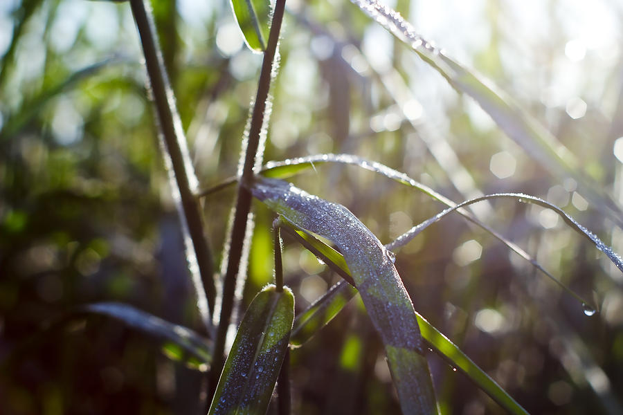 Everglades Sawgrass Photograph by Roberto Aloi
