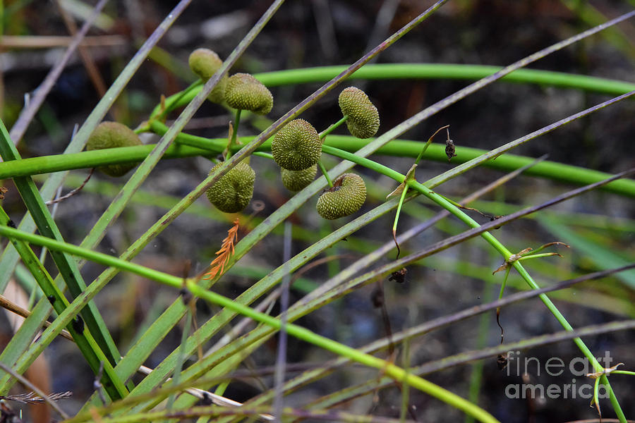 Everglades Seed Pods Photograph by Bob Phillips