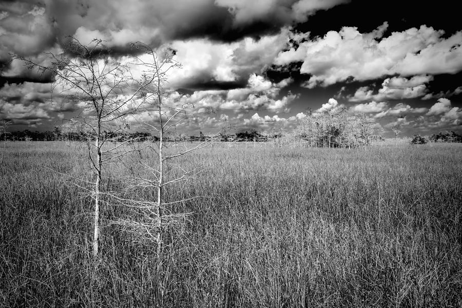 Everglades slough Photograph by Rudy Umans