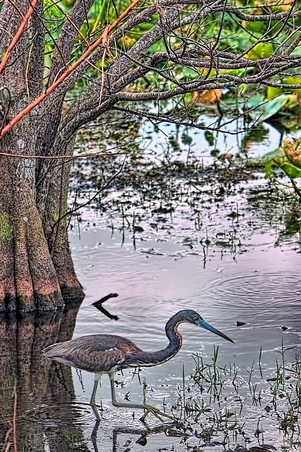 Everglades Stroll - Tri-colored Heron Photograph by Chrystyne Novack