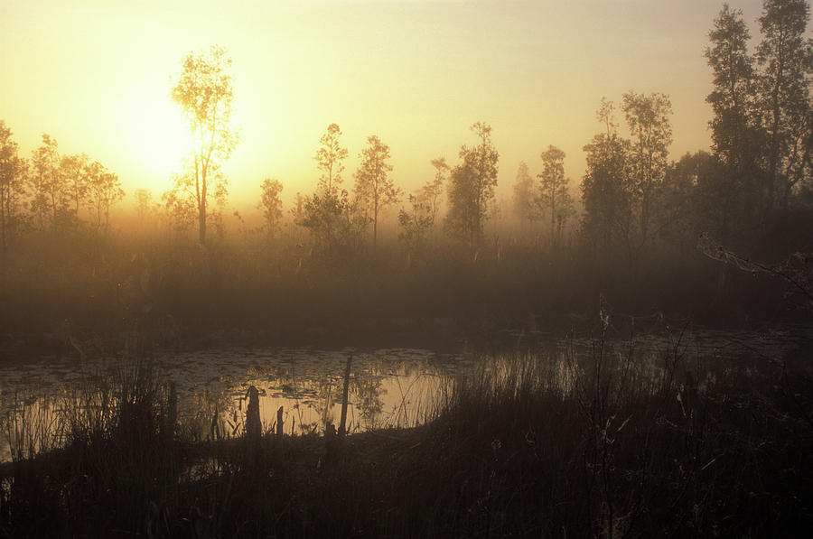Everglades Sunrise Photograph by John Burk