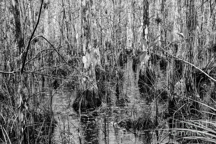 Everglades Swamp Four 2 Photograph by Bob Phillips