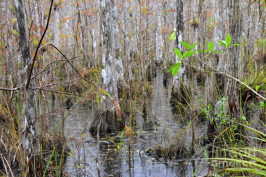 Everglades Swamp Four Photograph by Bob Phillips