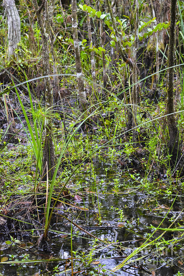 Everglades Swamp Three Photograph by Bob Phillips