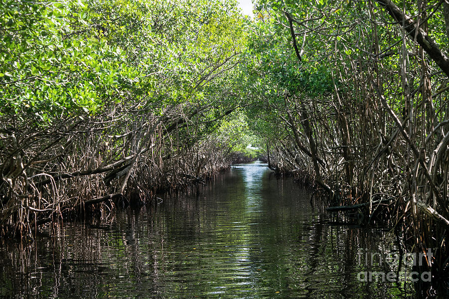 Everglades Tunnel of Love Photograph by Linda Steele