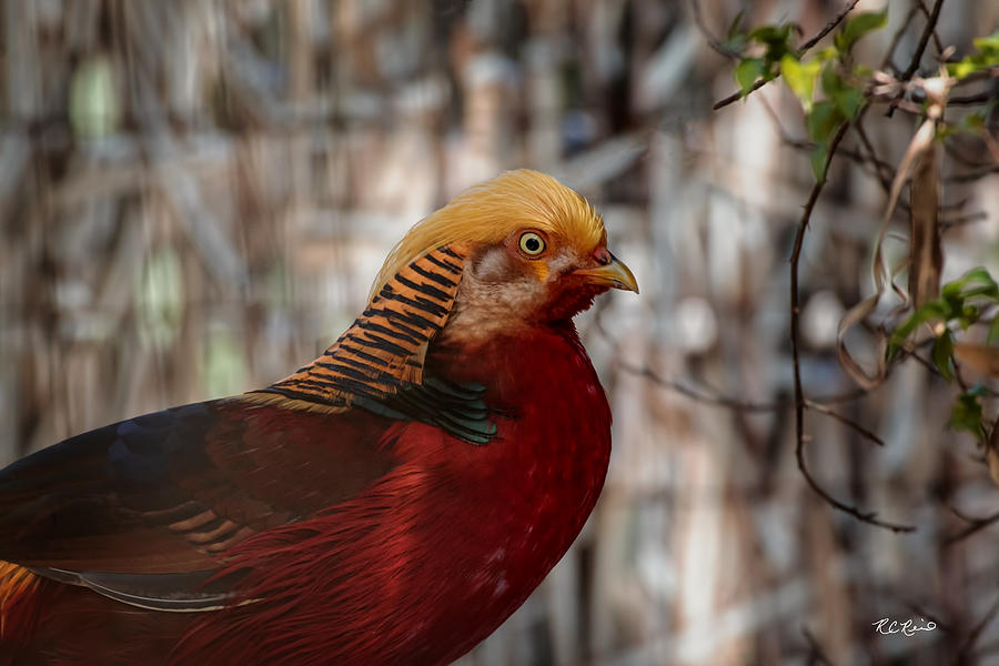 Everglades Wonder Gardens - Golden Pheasant Photograph by Ronald Reid