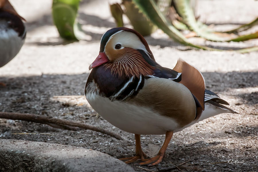Everglades Wonder Gardens - Mandarin Duck Puffed at the Ready Photograph by Ronald Reid