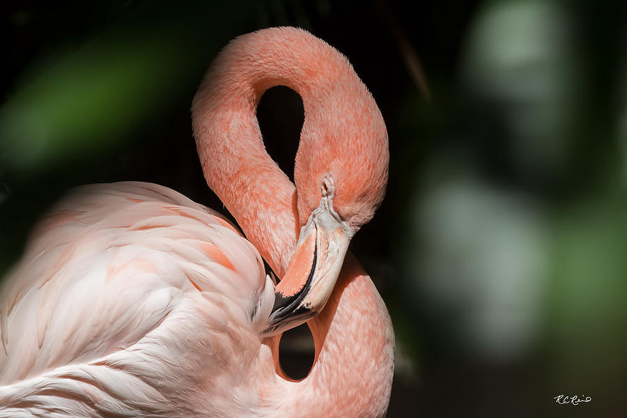 Everglades Wonder Gardens - Pink Flamingo in the Spotlight Photograph by Ronald Reid