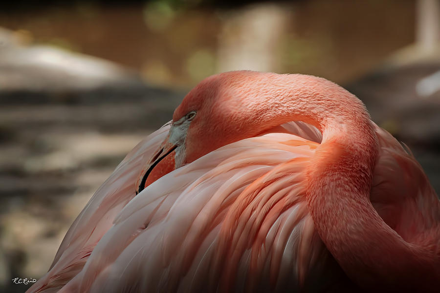 Everglades Wonder Gardens - Pink Flamingo Resting in its Feathers Photograph by Ronald Reid