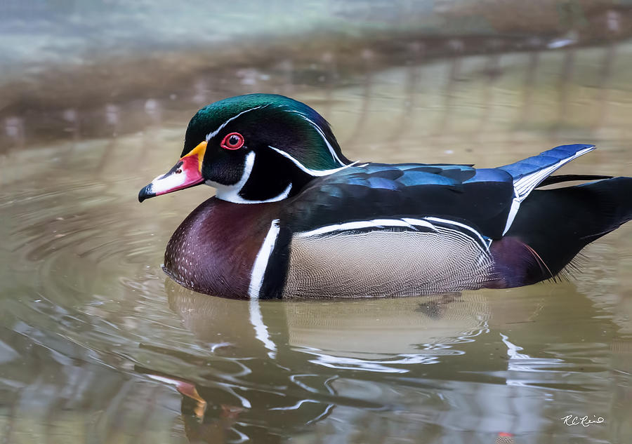 Everglades Wonder Gardens - Wood Duck - Wading in Peace Photograph by Ronald Reid