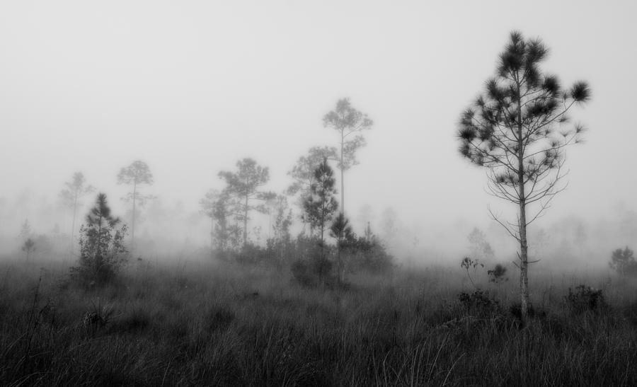 Nature Photograph - Everglades5106BW by Rudy Umans