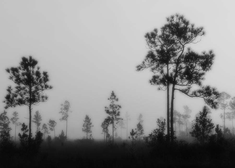 Everglades5111BW Photograph by Rudy Umans