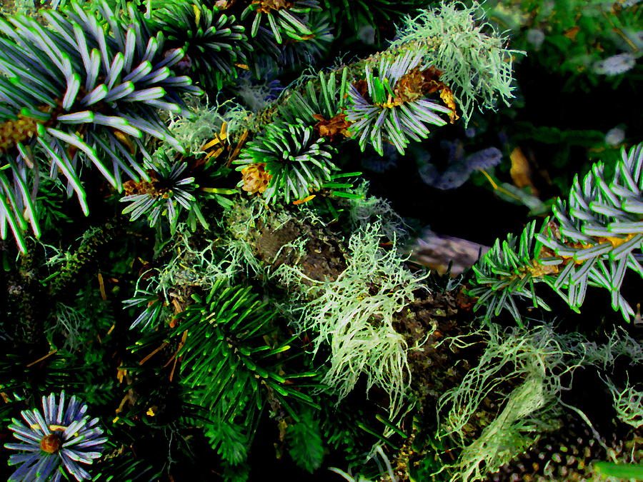 Evergreen #1 Photograph by Larry and Charlotte Bacon